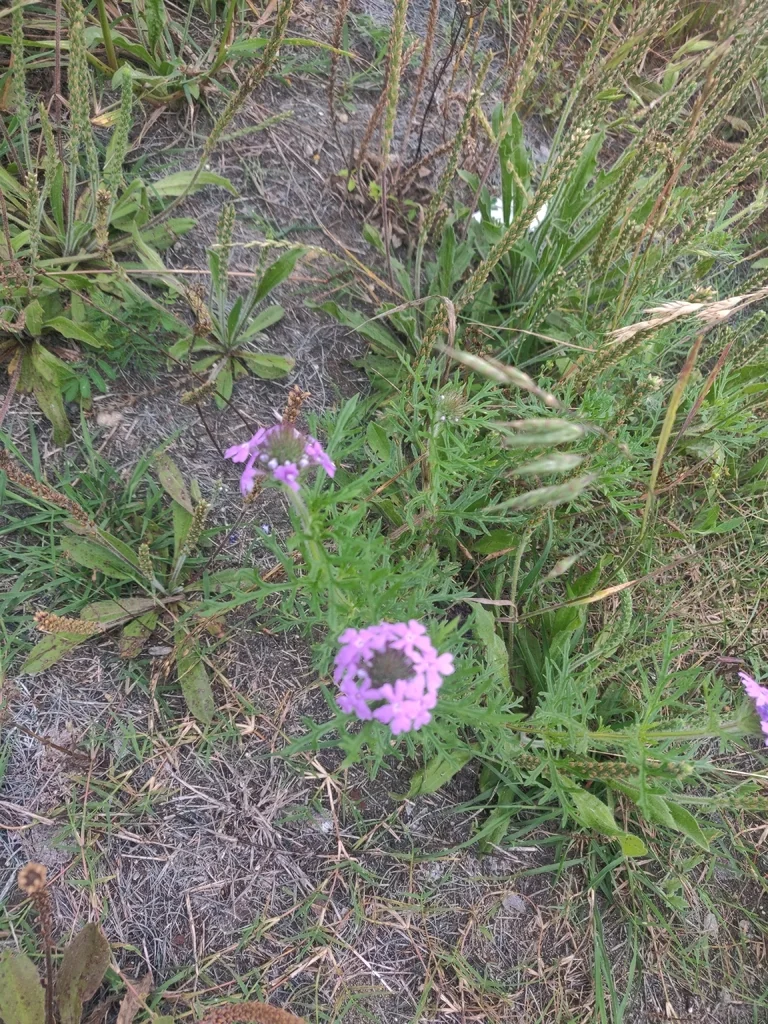 Glandularia Bipinnatifida