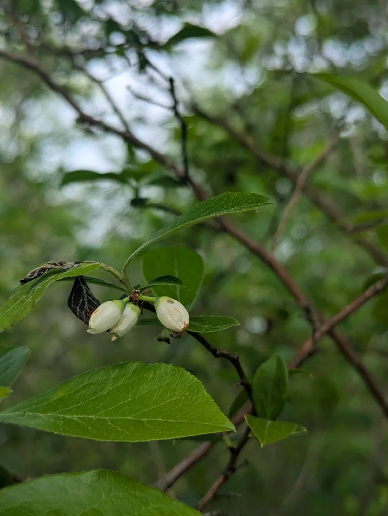 Vaccinium Corymbosum