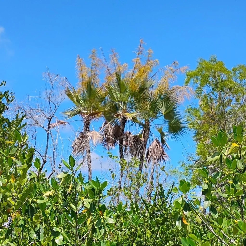 Acoelorrhaphe wrightii