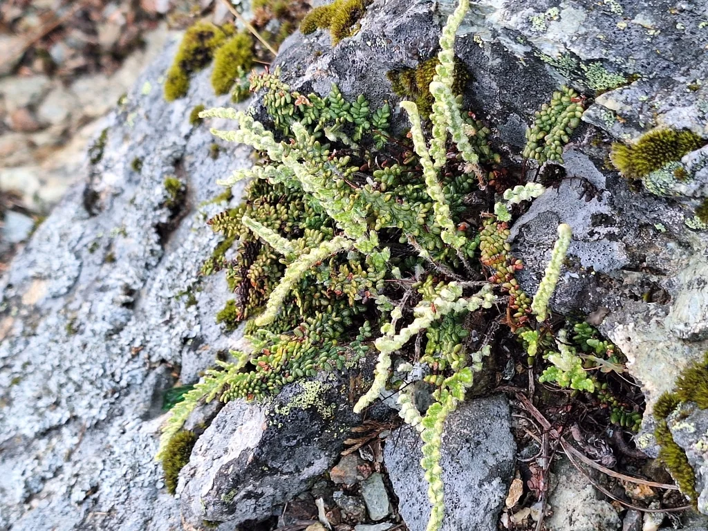 Myriopteris Covillei