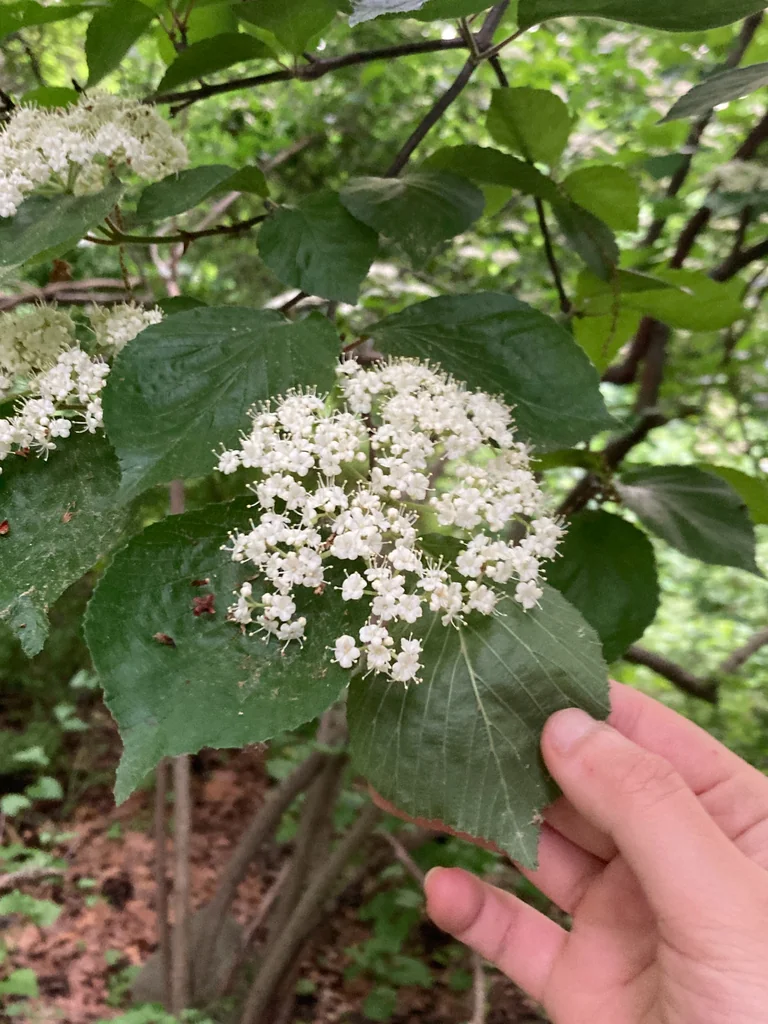 Viburnum dilatatum