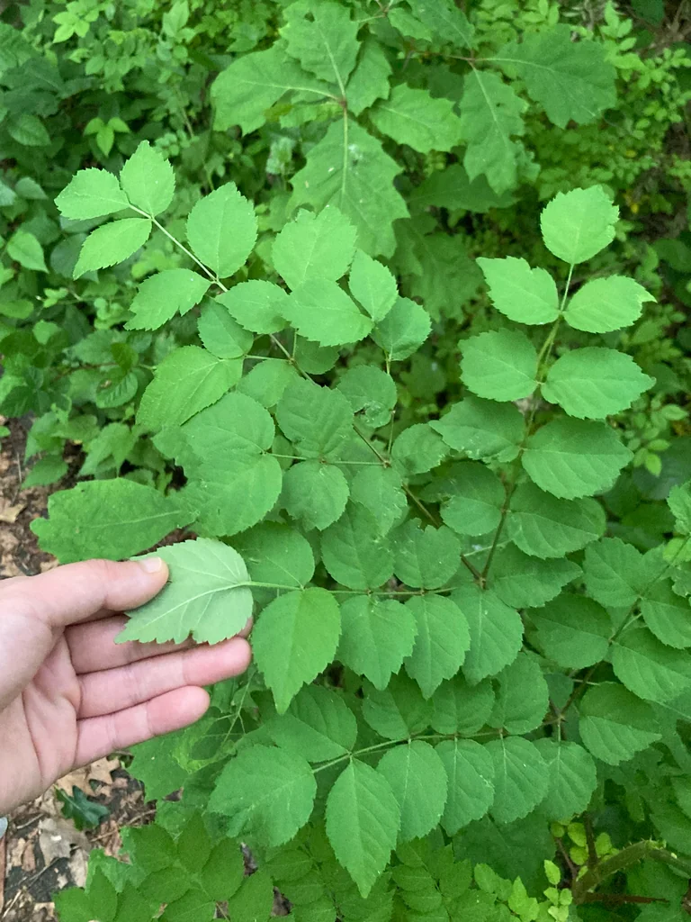 Aralia Elata