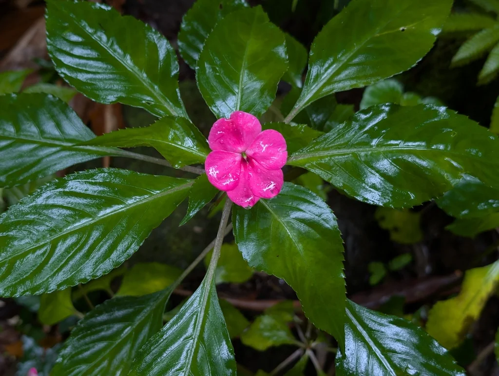 Impatiens walleriana