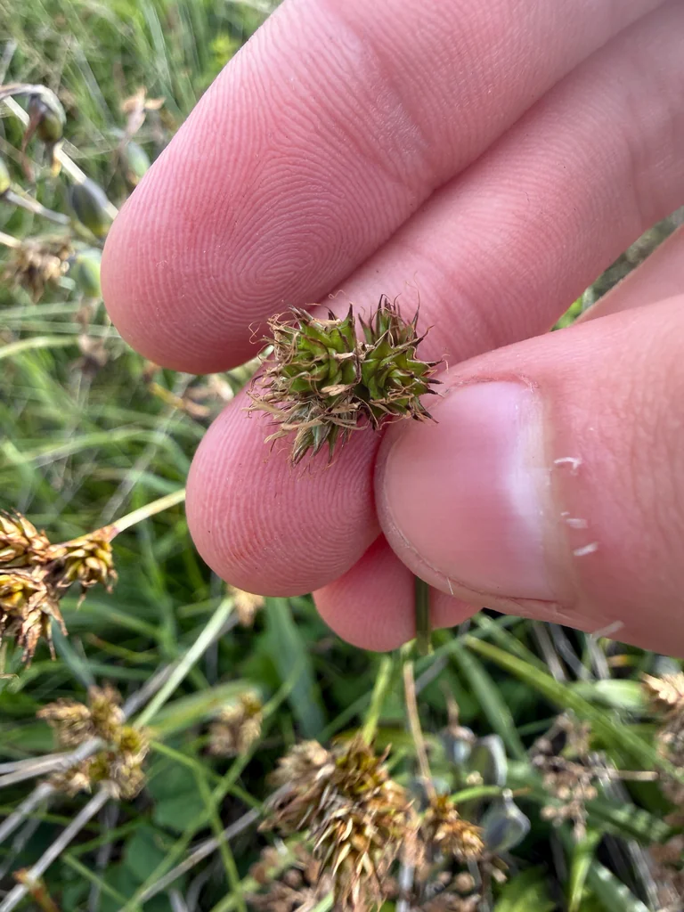 Carex Pachystachya