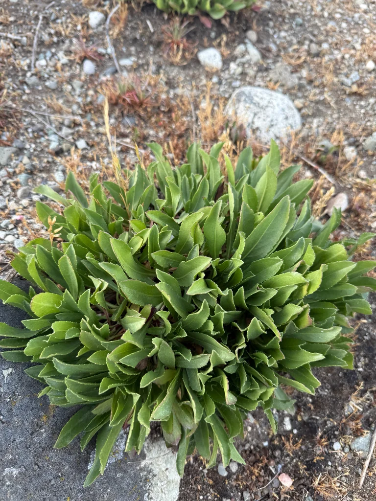 Grindelia stricta