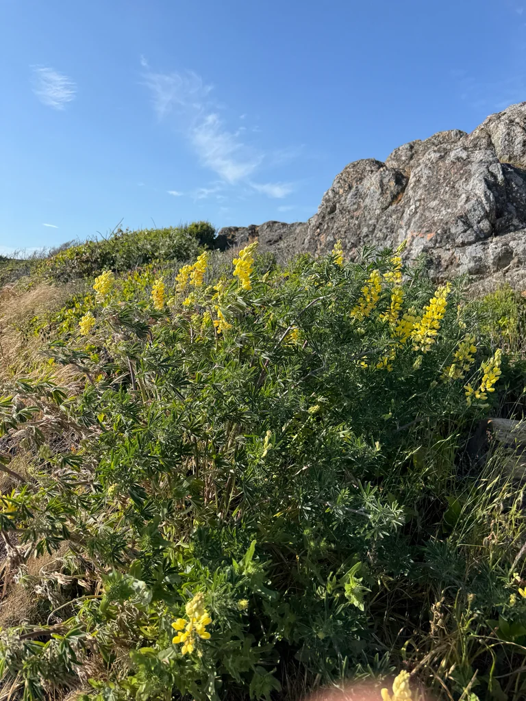 Lupinus Arboreus