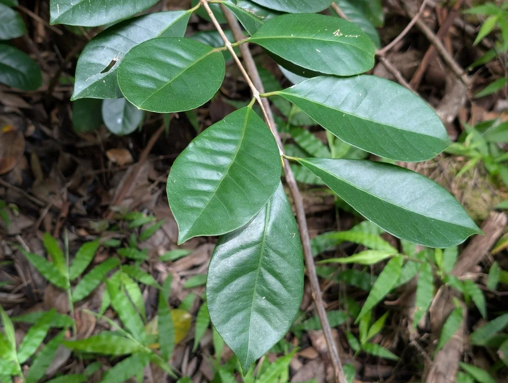 Psidium Cattleianum