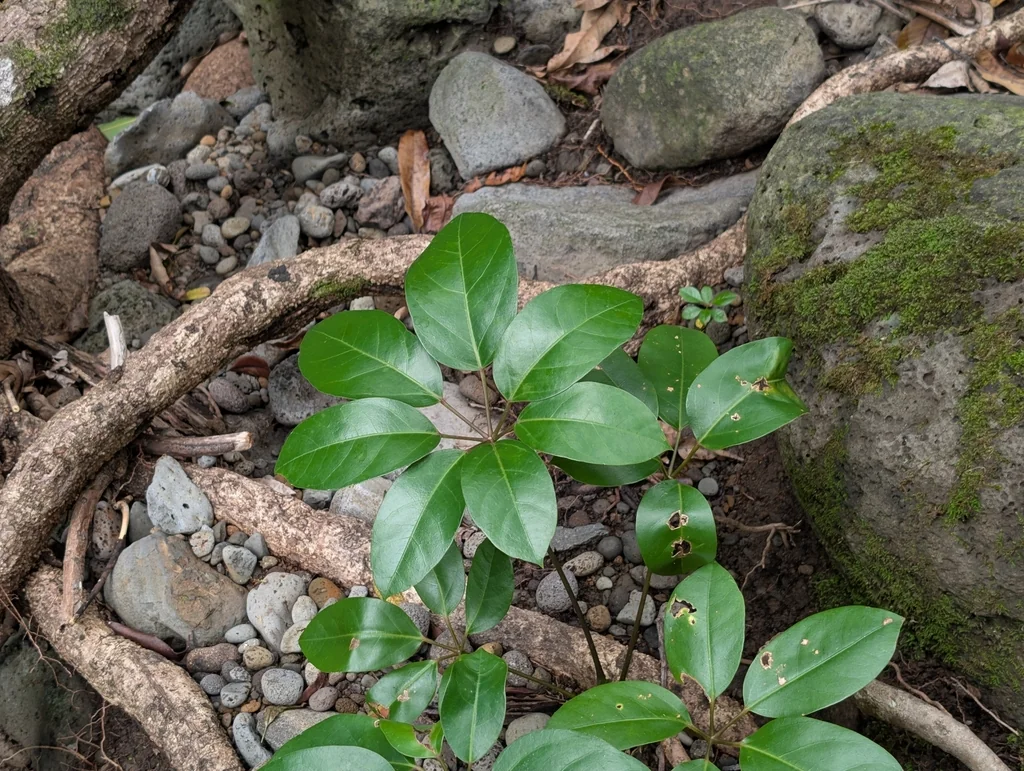Schefflera Actinophylla