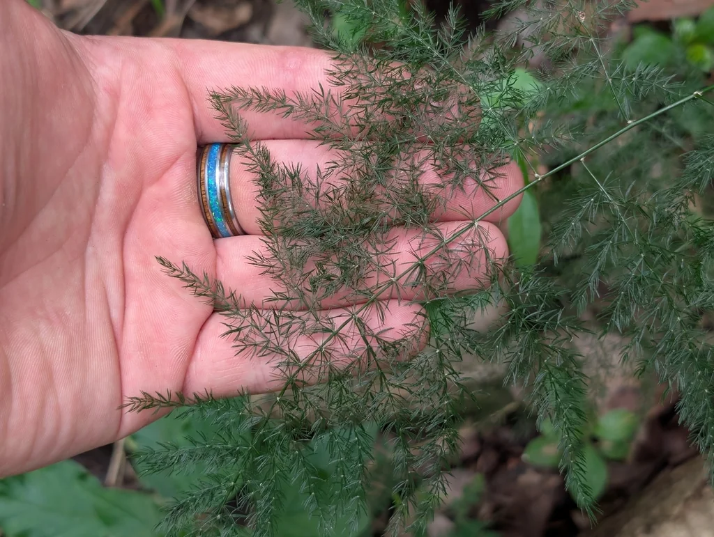 Asparagus Setaceus