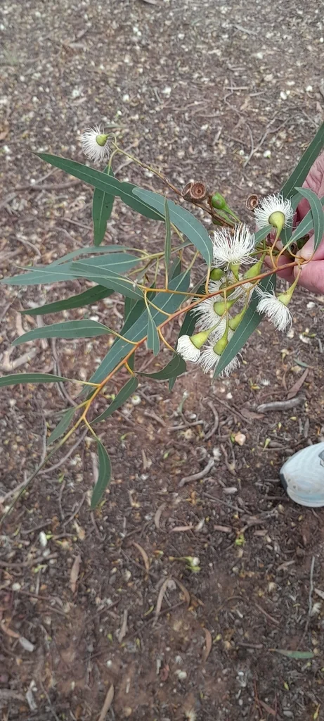 Eucalyptus Leucoxylon