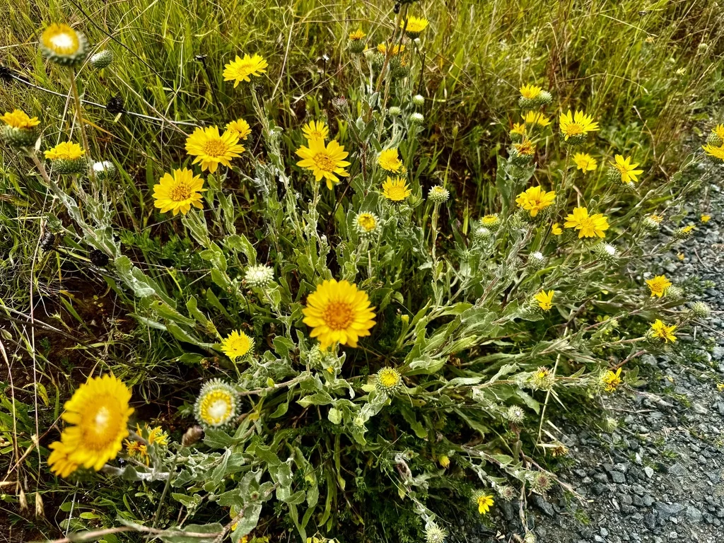 Grindelia Hirsutula