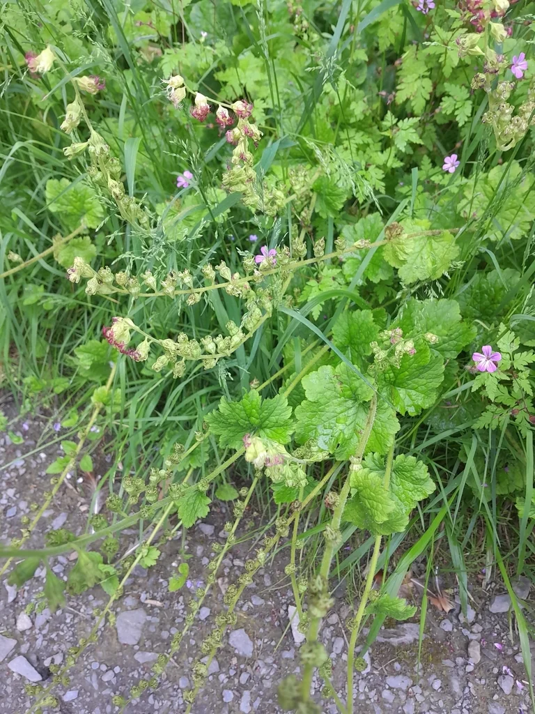 Tellima Grandiflora