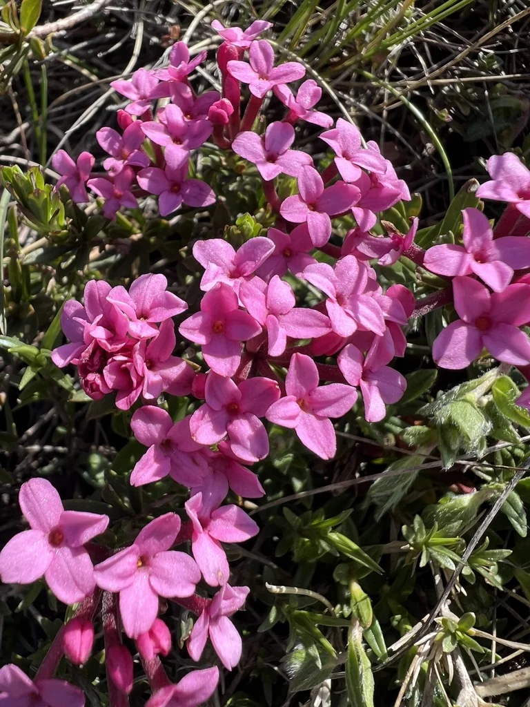 Daphne Cneorum