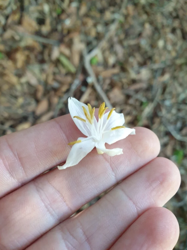 Styrax Obassia