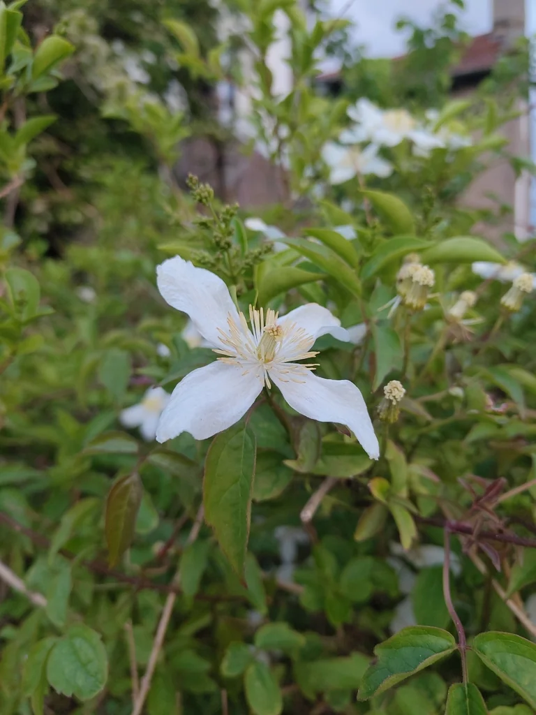 Clematis Montana
