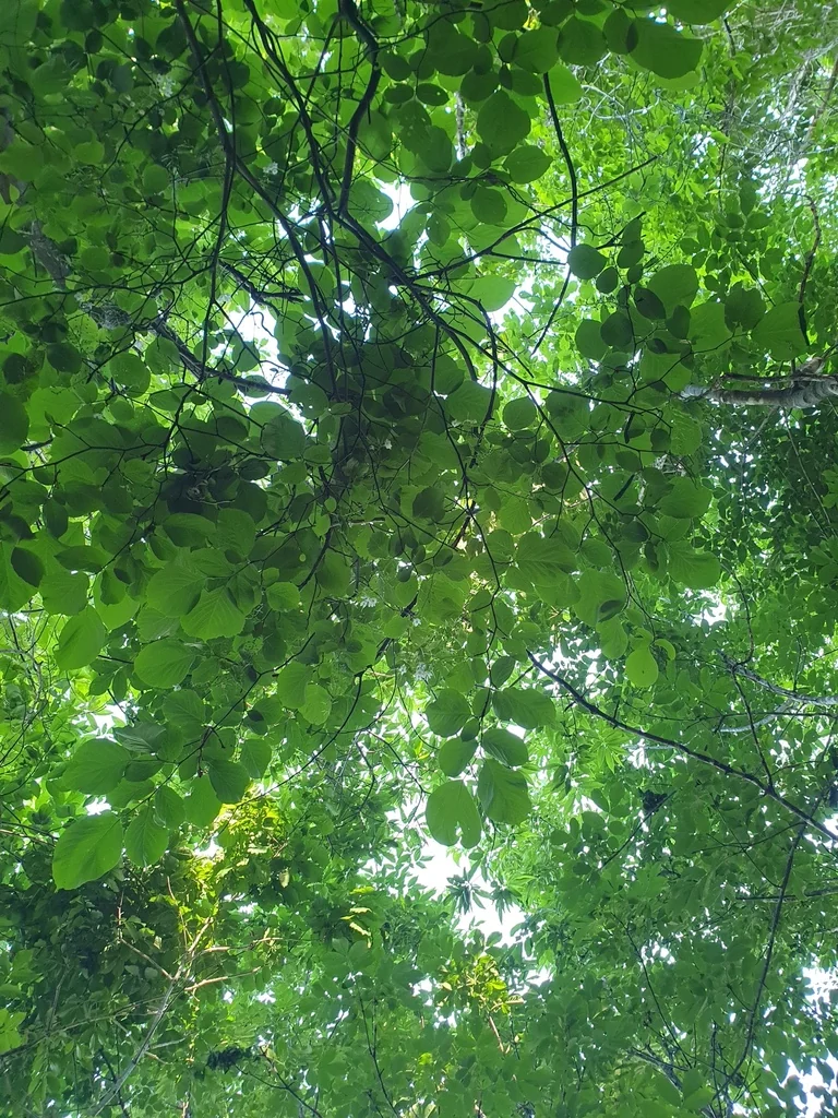 Styrax Obassia