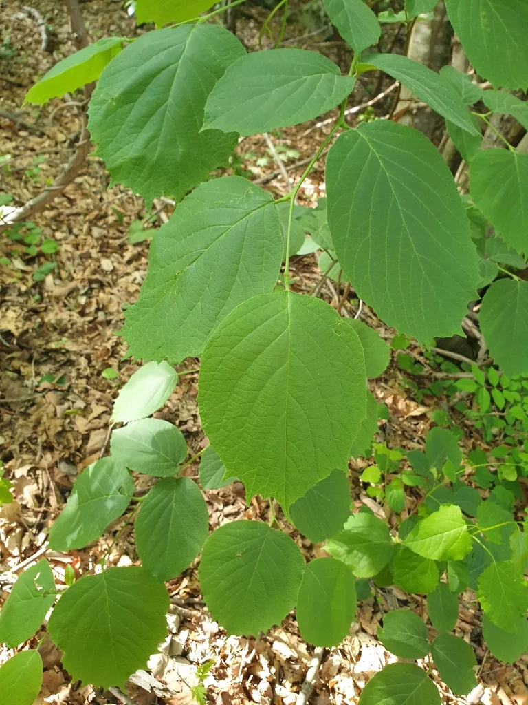 Styrax Obassia