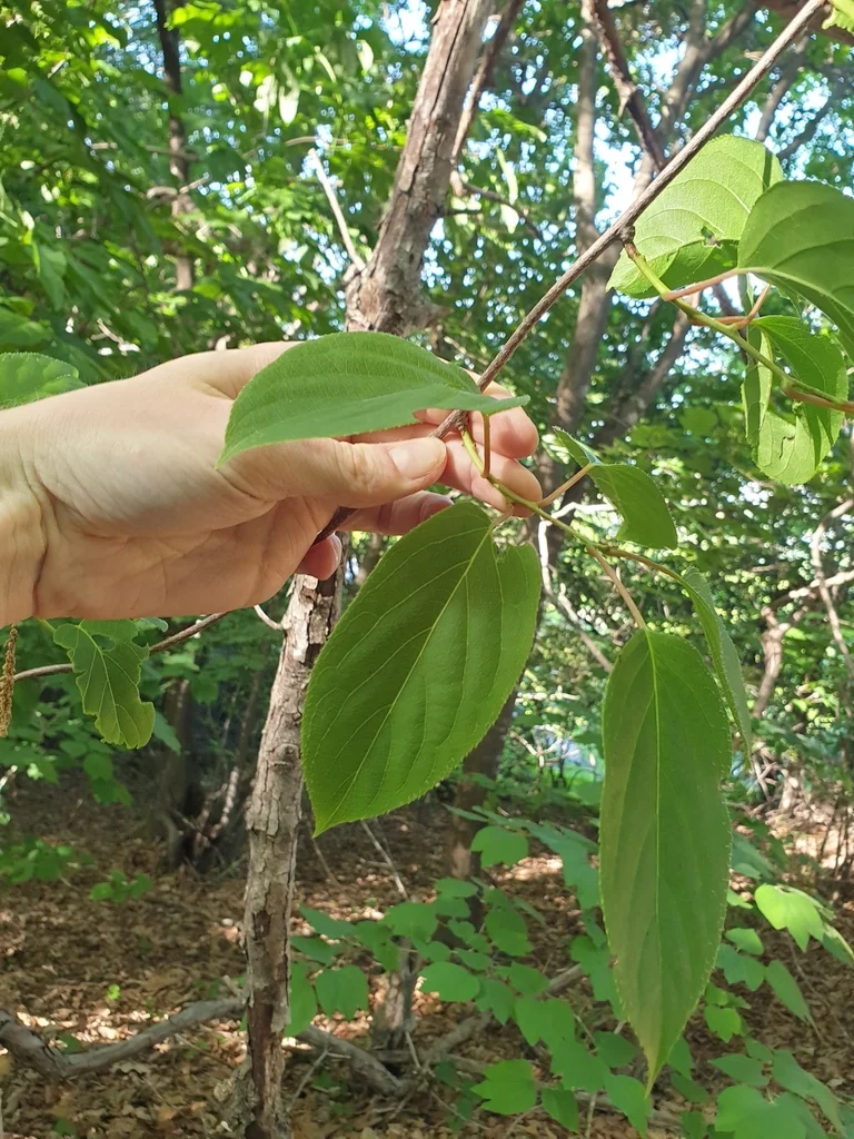 Actinidia Arguta