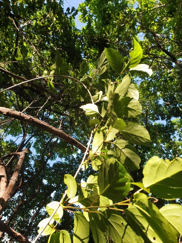 Actinidia Arguta