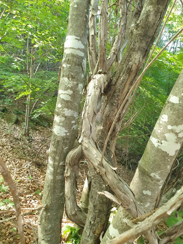 Actinidia Arguta