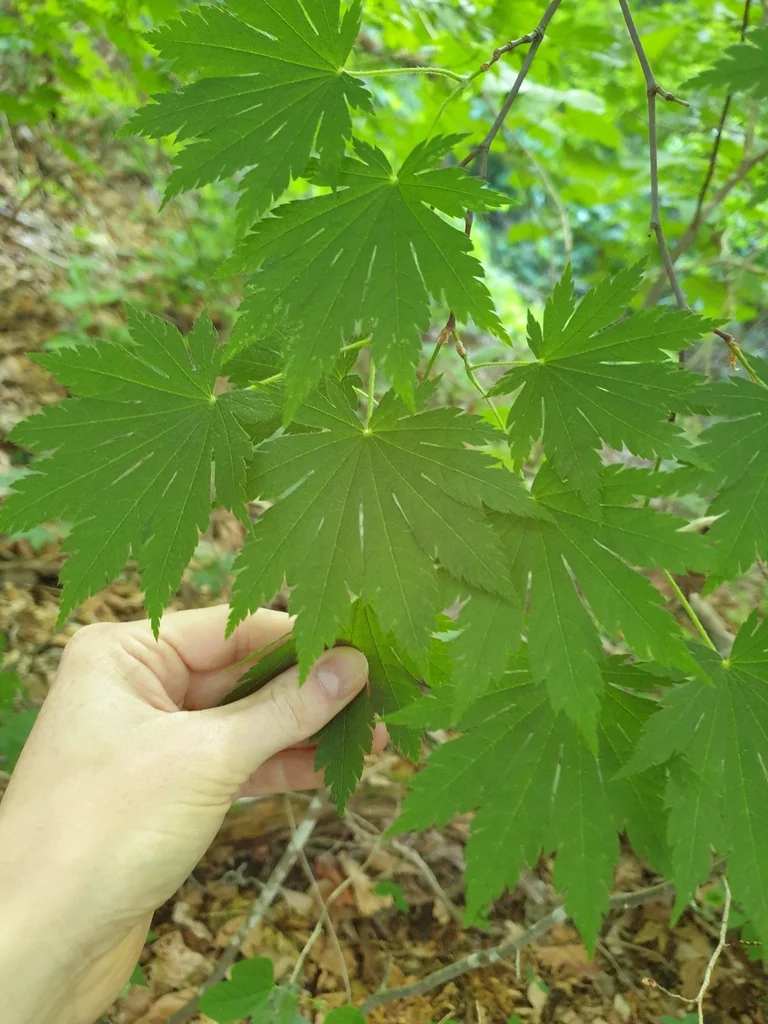 Acer Pseudosieboldianum