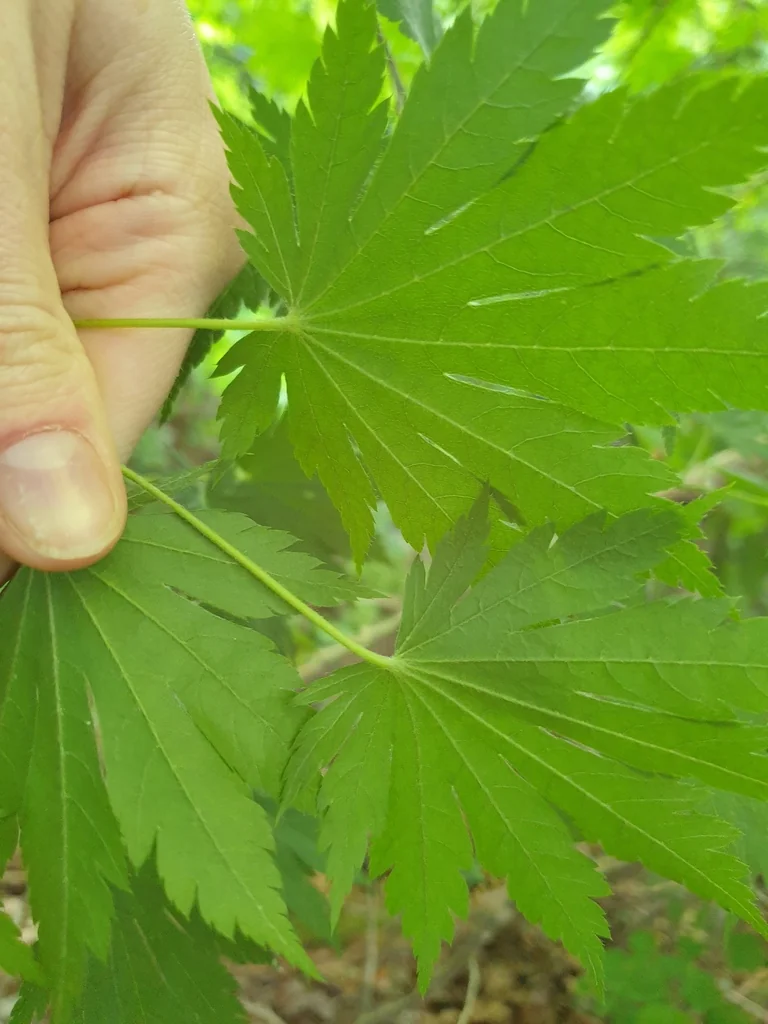 Acer Pseudosieboldianum