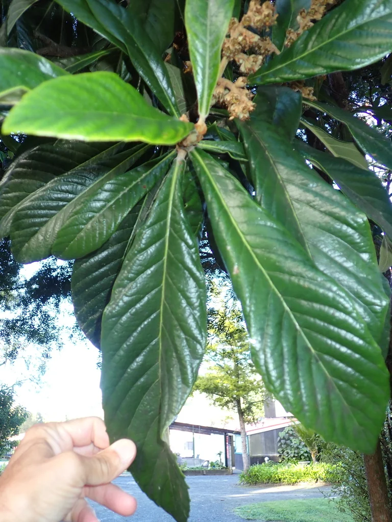 Eriobotrya Japonica