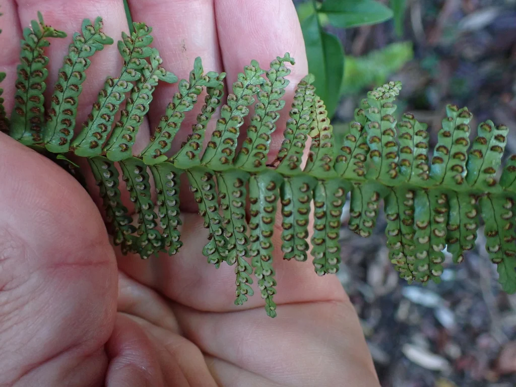 Nephrolepis cordifolia