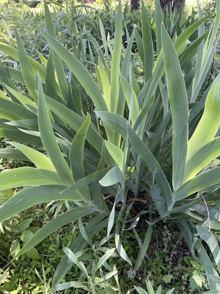 Iris Domestica