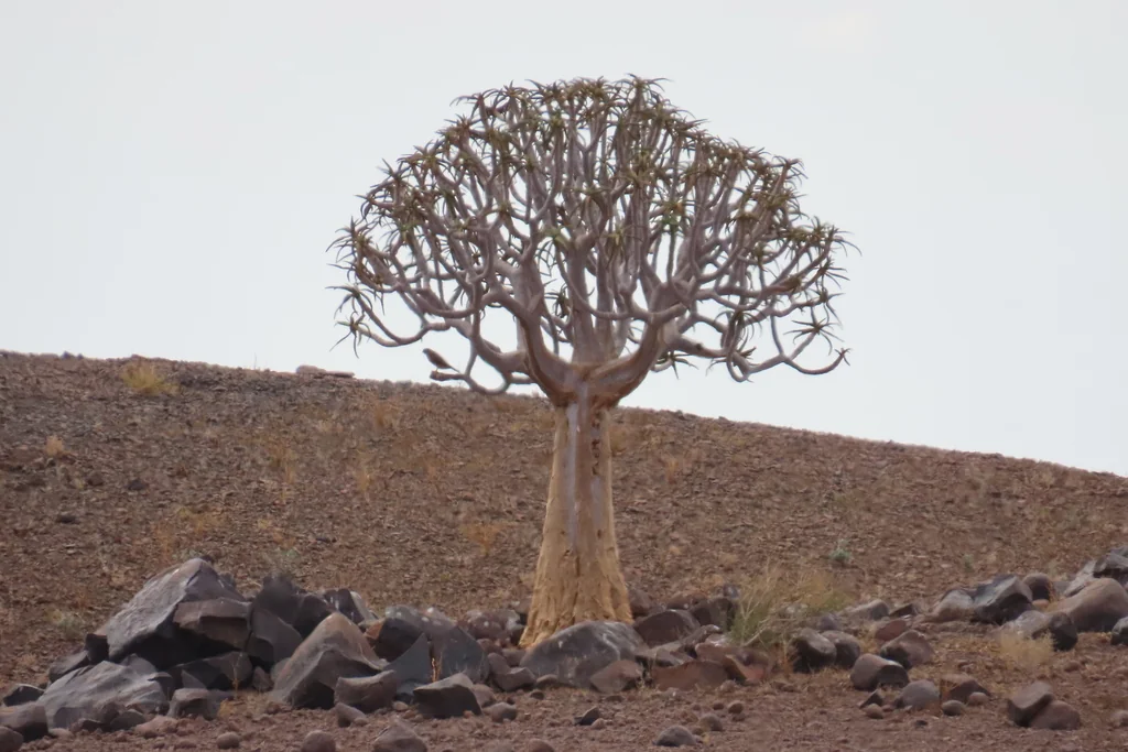 Aloe Dichotoma