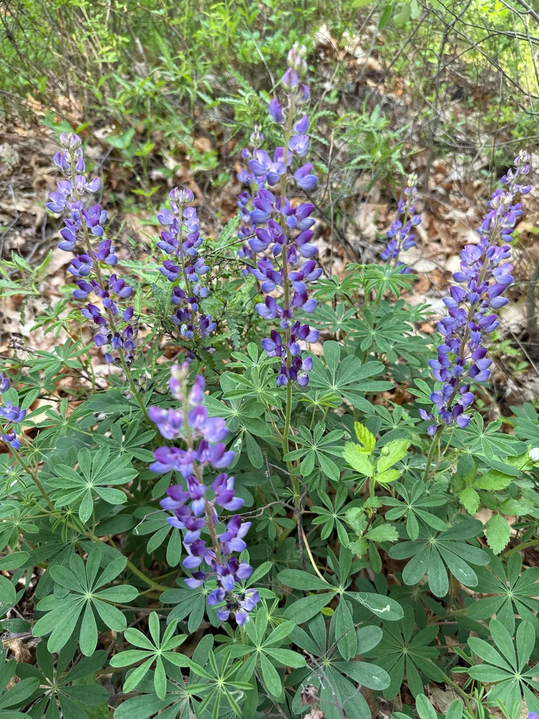 Lupinus Perennis