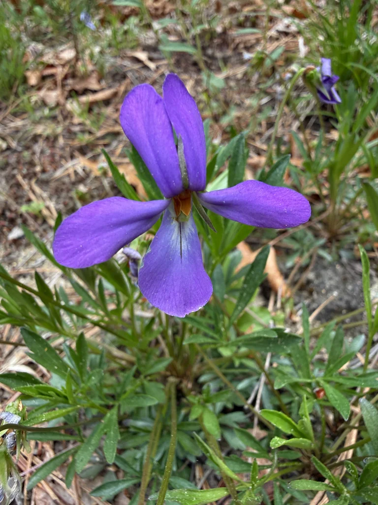 Viola Pedata