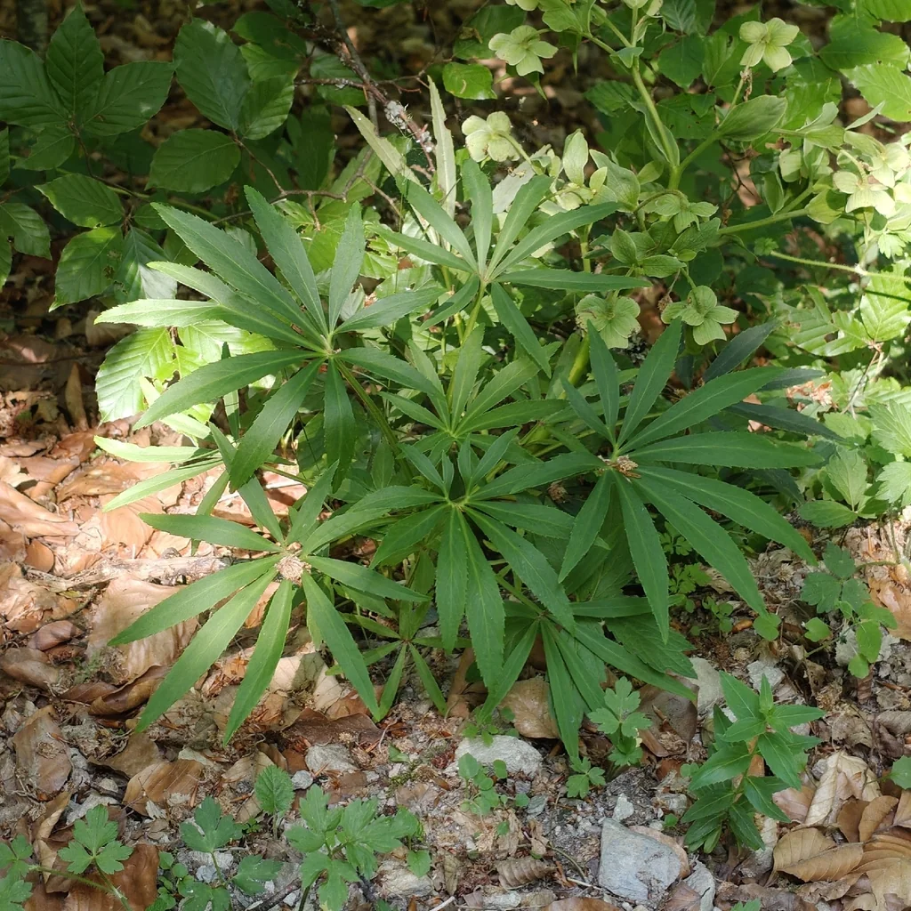 Helleborus Foetidus