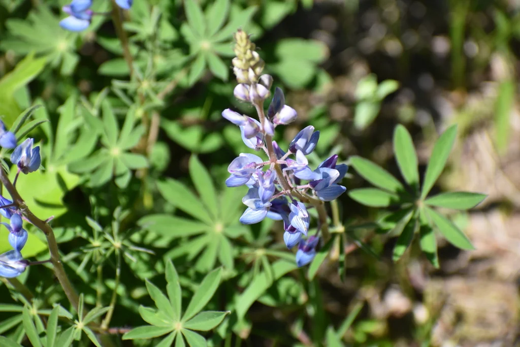 Lupinus Perennis