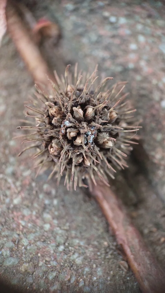 Liquidambar Formosana