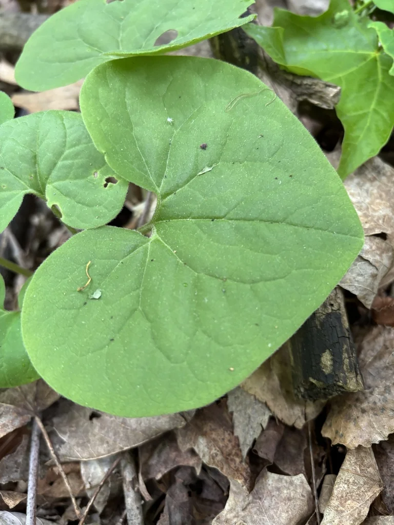 Asarum Canadense