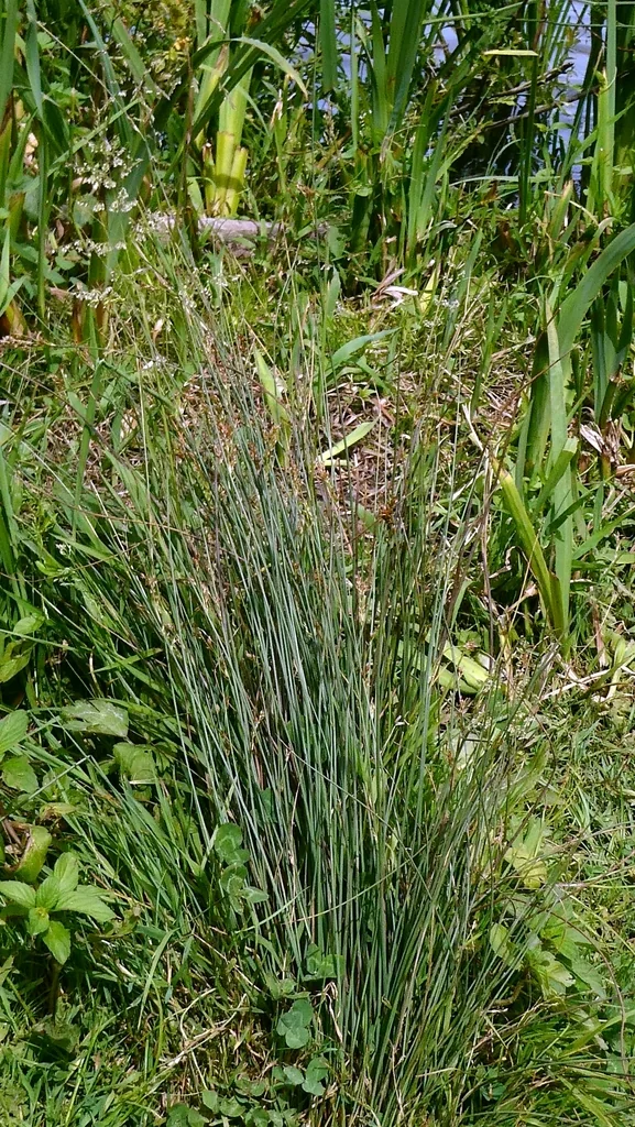 Juncus inflexus