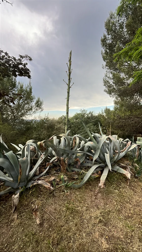 Agave Americana V. Marginata