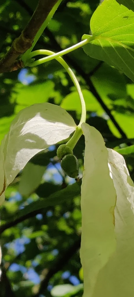 Tilia Tomentosa