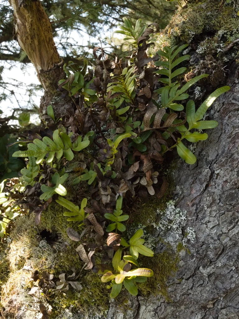 Polypodium Scouleri