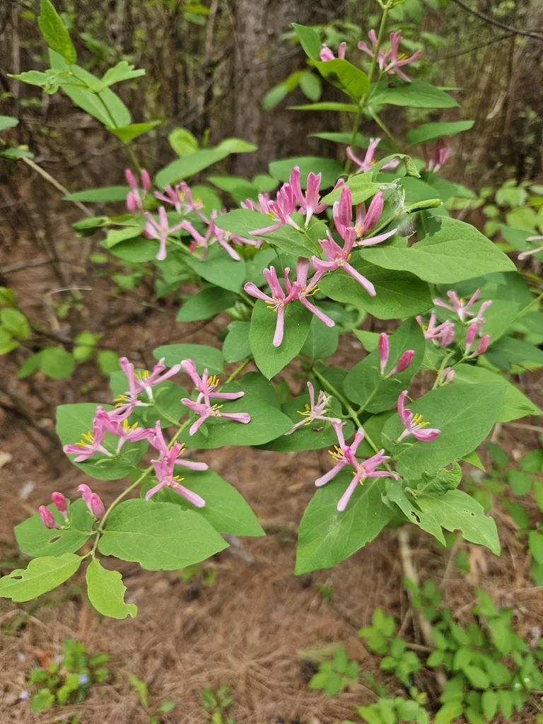 Lonicera Tatarica
