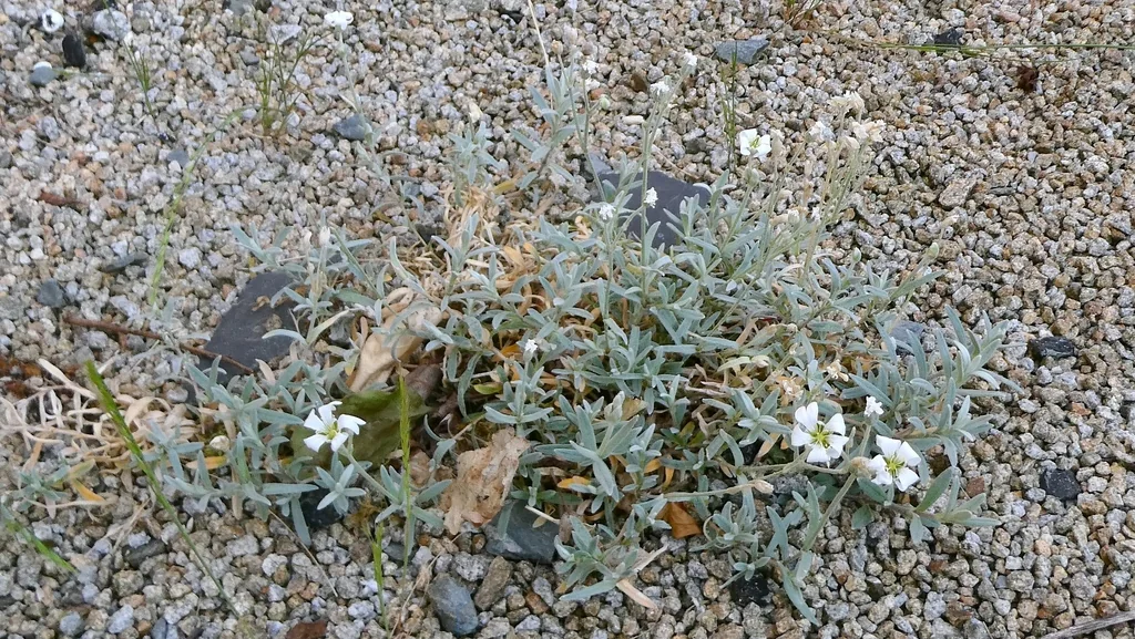 Cerastium tomentosum