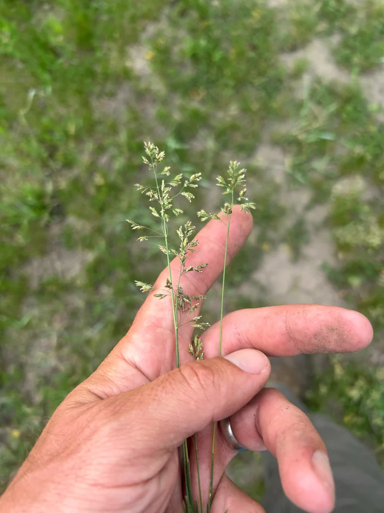 Poa Pratensis