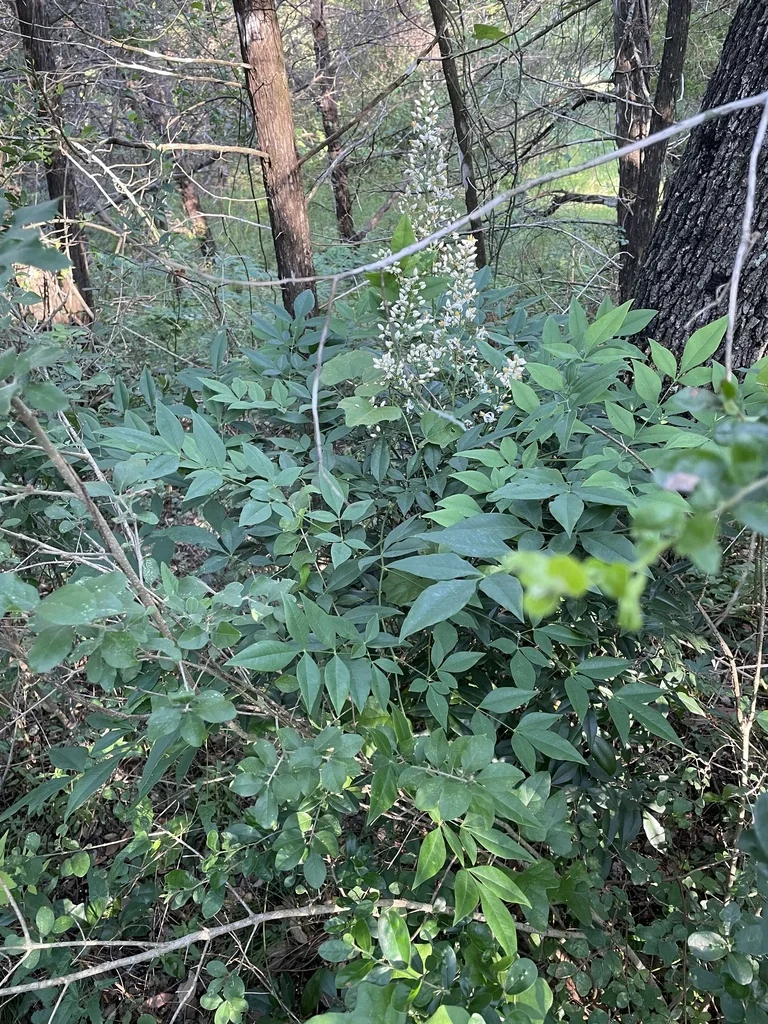 Nandina Domestica