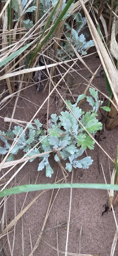Artemisia stelleriana