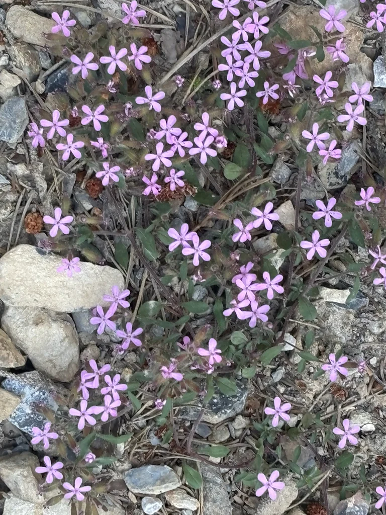 Saponaria Ocymoides