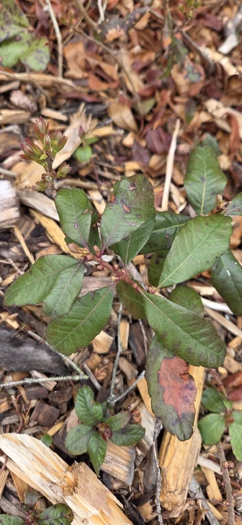 Myrica Pensylvanica