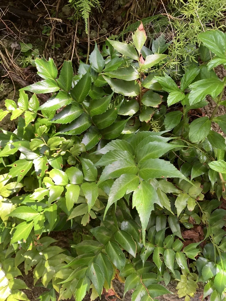Cyrtomium Falcatum