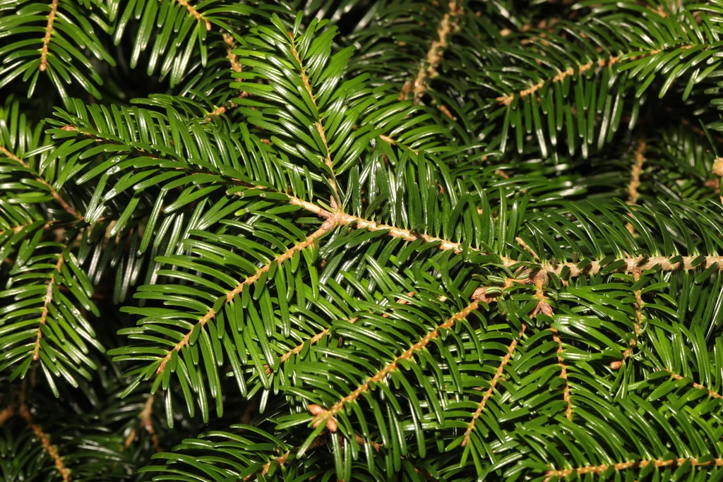 Abies Nordmanniana