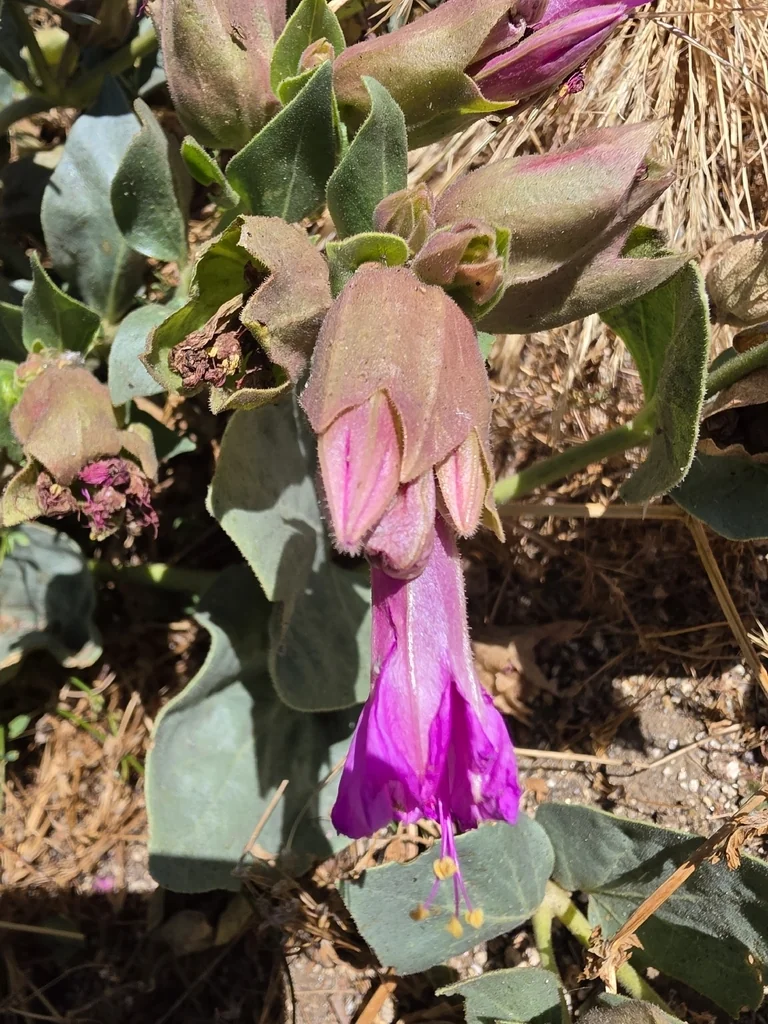 Mirabilis Multiflora